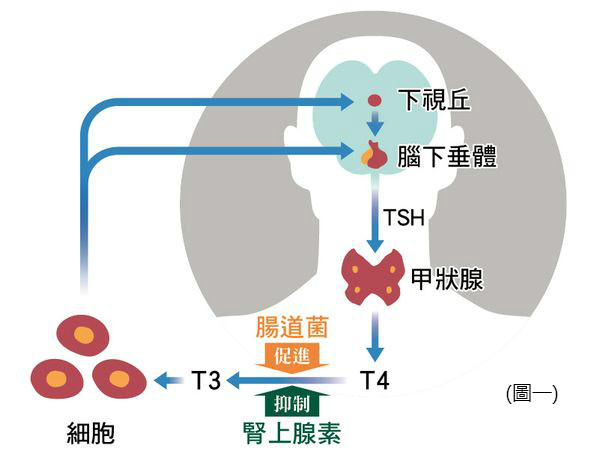 循环的贺尔蒙系统,脑部的下视丘指挥脑下垂体分泌出甲状腺刺激素(tsh)